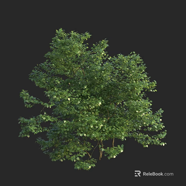 Lush Green Arbor With Dense Foliage And Branchy Canopy 3D Render 3d model 