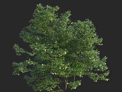 Lush Green Arbor With Dense Foliage And Branchy Canopy 3D Render 3d model