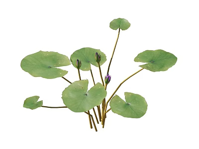 Aquatic Plants With Round Green Leaves Purple Flower Buds And Long Fresh Stems 3d model