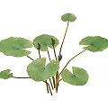 Aquatic Plants With Round Green Leaves Purple Flower Buds And Long Fresh Stems
