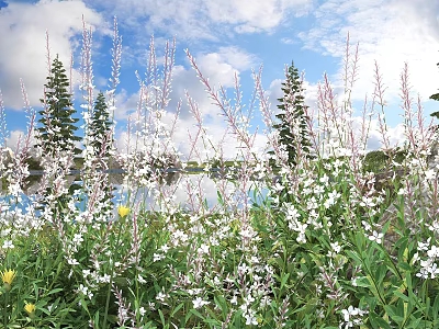 Colorful Flowers And Lush Plants By Lake Under Blue Sky With White Clouds 3d model