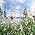Colorful Flowers And Lush Plants By Lake Under Blue Sky With White Clouds
