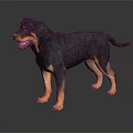 Black and Tan Rottweiler Dog Standing on Shiny Black Background with Reflection 3d model