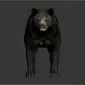 Detailed Black Bear Standing In Natural Pose With Thick Fur And Sharp Claws