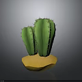 Two Green Spiky Cactus Plants Growing On Yellow Sandy Base With Gray Background 3d model