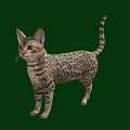 Tabby Cat Standing On Green Background With Striped Fur And Alert Expression 3d model