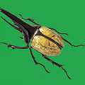Giant Beetle With Large Horn And Yellow Black Body On Green Background