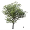 Tall Tree with Lush Green Canopy and Silhouette of Person Standing Nearby Trunk