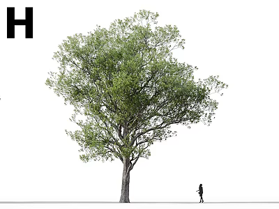Tall Tree with Lush Green Canopy and Silhouette of Person Standing Nearby Trunk 3d model