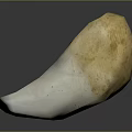Human Tooth Closeup Showing White Enamel And Yellowish Root Structure 3d model