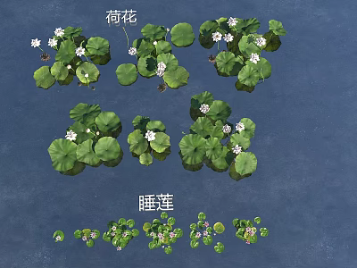 Aquatic Plants Lotus and Water Lilies with Green Leaves and White Flowers 3d model