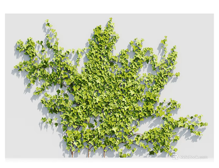 Lush Green Ivy Vines Growing On White Wall With Natural Leaves 3d model 