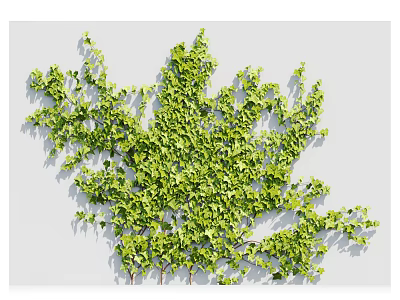 Lush Green Ivy Vines Growing On White Wall With Natural Leaves 3d model