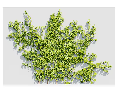 Lush Green Ivy Vines Growing On White Wall With Natural Leaves 3d model