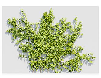 Modern Vine Plant 3d model