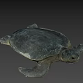 Gray Sea Turtle Swimming On Black Background With Detailed Features