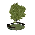 Lush Green Trees with Circular Wooden Bench and Surrounding Lush Greenery