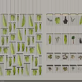 Wall Display With Transparent Cases Holding Diverse Plant Specimens And Green Leaves