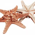 Two Orange And Beige Starfish Marine Animals With Spiny Bodies On White Background
