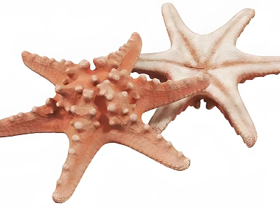 Two Orange And Beige Starfish Marine Animals With Spiny Bodies On White Background 3d model