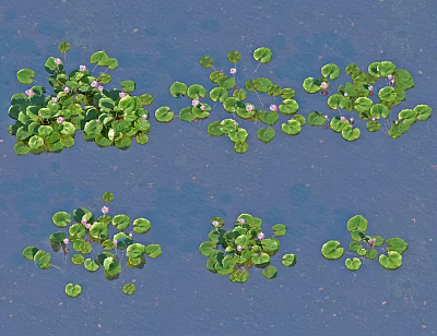 Clusters of Aquatic Plants With Green Leaves And Small Pink Flowers Floating On Calm Water Surface 3d model