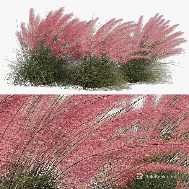 Ornamental Clumping Shrub With Pink Feathery Plumes And Green Foliage For Garden Landscaping 3d model 