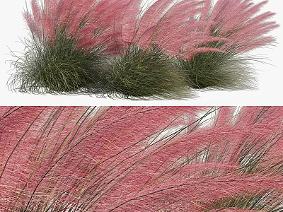 Ornamental Clumping Shrub With Pink Feathery Plumes And Green Foliage For Garden Landscaping 3d model