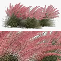 Ornamental Clumping Shrub With Pink Feathery Plumes And Green Foliage For Garden Landscaping