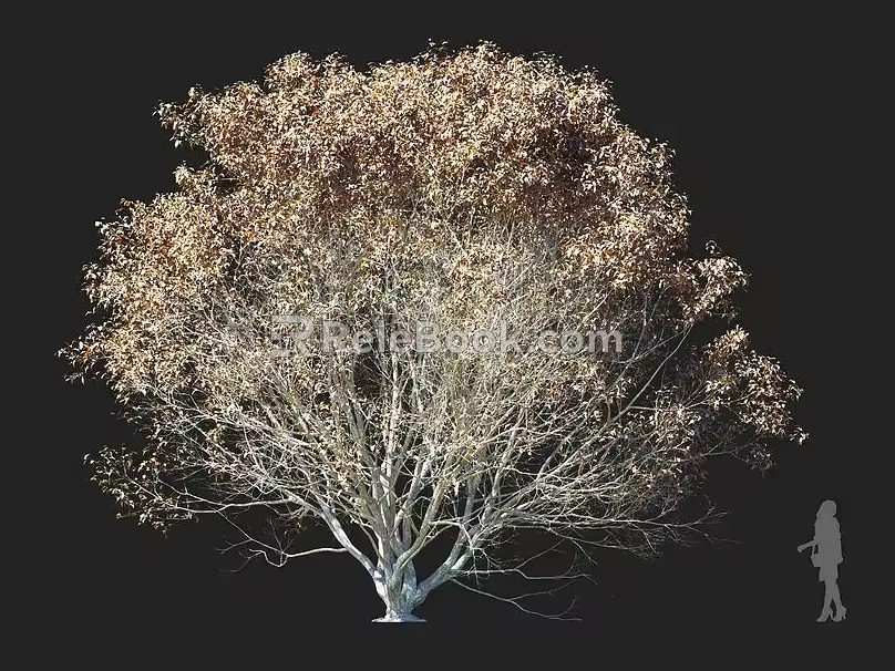 Elm Tree Elm Tree Birch Common Trees Arbor Street Trees Community Greening Landscape Trees Landscaping 3d model