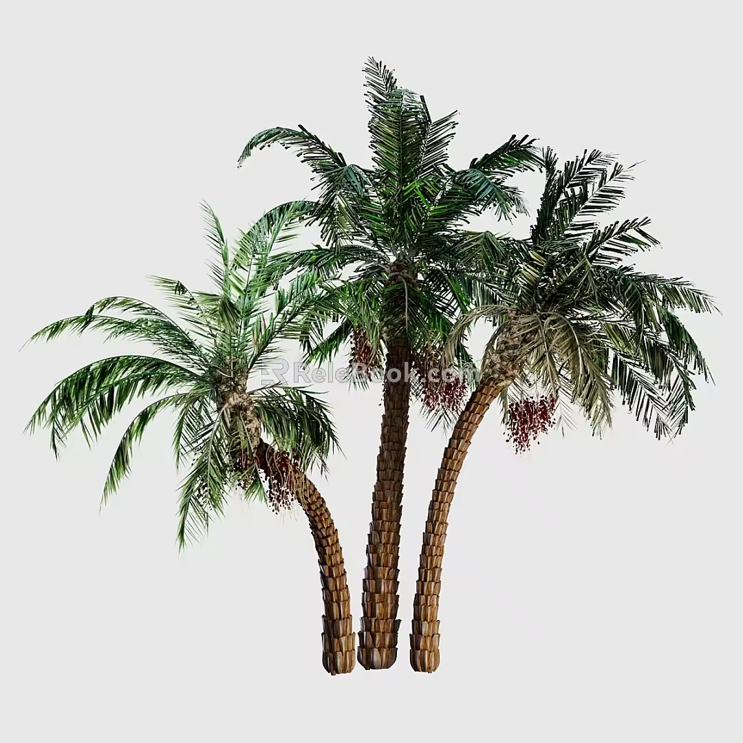 Outdoor Landscape Tree Coconut Tree Palm Tree Tropical Tree Tropical Green Planting Seaside Green Planting Beach Green Planting 3d model