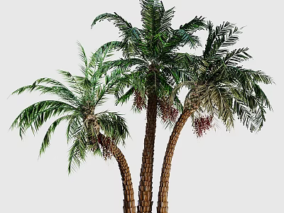 Outdoor Landscape Tree Coconut Tree Palm Tree Tropical Tree Tropical Green Planting Seaside Green Planting Beach Green Planting 3d model