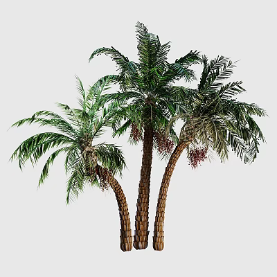 Palm Trees With Lush Green Fronds Brown Textured Trunks And Red Fruits 3d model