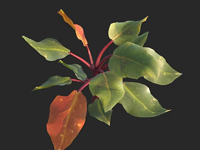 Vibrant Green And Red Leaf Plant With Red Stems And Lush Foliage 3d model