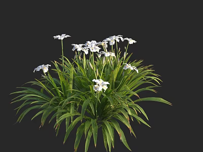 Aquatic Plants With Lush Green Leaves And Fresh White Flowers In Natural Setting 3d model
