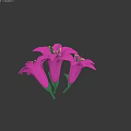 Three Purple Flowers With Purple Petals Yellow Stamens Green Stems And Leaves