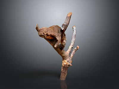 Artisan Designed Biomorphic Wooden Sculpture Featuring Natural Branch And Organic Form 3d model