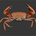 Aquatic Animal Orange Crab With Large Claws On Gray Gradient Background And Reflective Surface