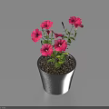 Blooming Pink Flower Plant With Green Leaves In Black Pot On Light Surface