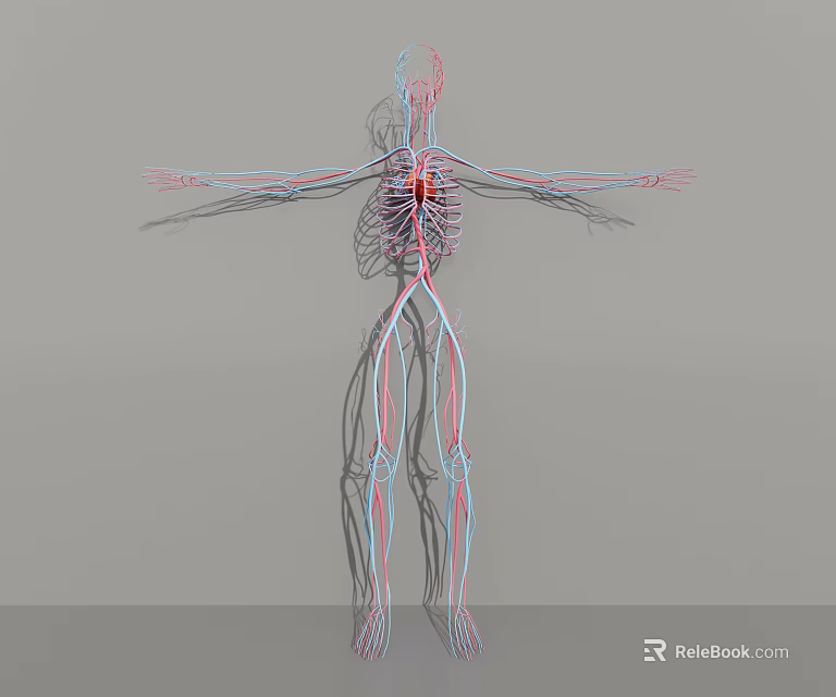 Medical Device 3D Anatomical Model Showing Human Vascular System With Detailed Arteries And Veins 3d model 