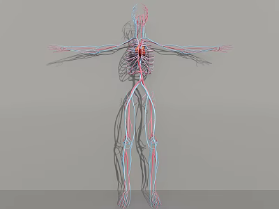Medical Device 3D Anatomical Model Showing Human Vascular System With Detailed Arteries And Veins 3d model