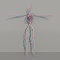 Medical Device 3D Anatomical Model Showing Human Vascular System With Detailed Arteries And Veins