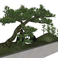 Curved Trunk Arbor With Lush Green Leaves Small Saplings Stones Grass In Rectangular Concrete Container