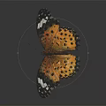 Vibrant Butterfly With Orange Black Wings Spots And White Blue Accents Isolated Dark Background