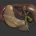 3D Anatomical Model of Human Organs Displaying Liver Gallbladder and Stomach Details