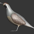 Flying Bird with Grey Body Brown and White Feathers Distinctive Head Pattern and Long Tail
