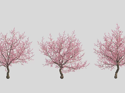 Three Lush Arbor Trees Adorned With Pink Flowers Against Gray Background 3d model