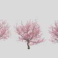Three Lush Arbor Trees Adorned With Pink Flowers Against Gray Background