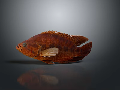 Red Aquatic Fish with Brown Stripes Fins and Tail on Gray Background with Reflection 3d model