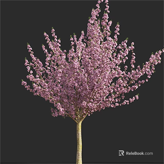 Vibrant Flowering Arbor With Lush Pink Blossoms Against Black Background 3d model 