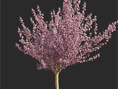 Vibrant Flowering Arbor With Lush Pink Blossoms Against Black Background 3d model
